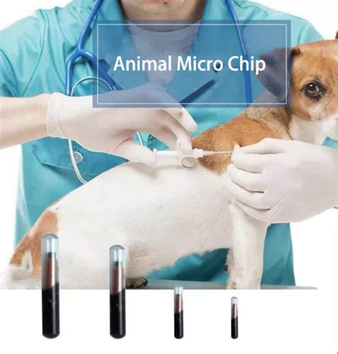 implant rfid tags for pets|pet microchip after implantation.